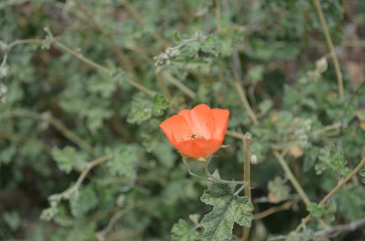 Orange Mallow