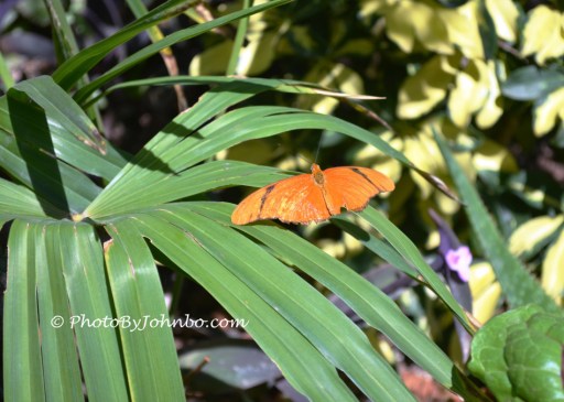 Orange butterfly