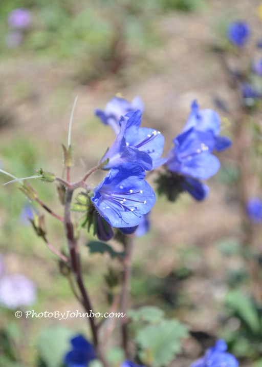 Desert Bluebell