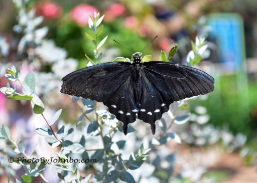 Black butterfly.