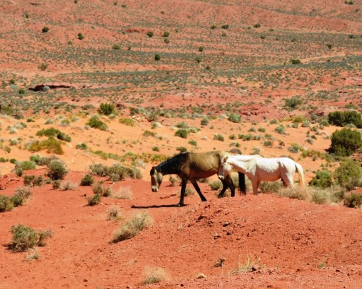 Wild Horses