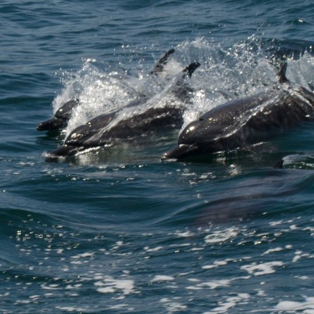 Dolphins at Play
