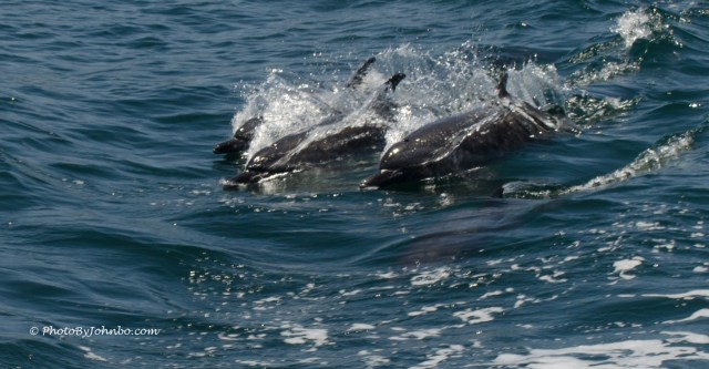 Dolphins at Play