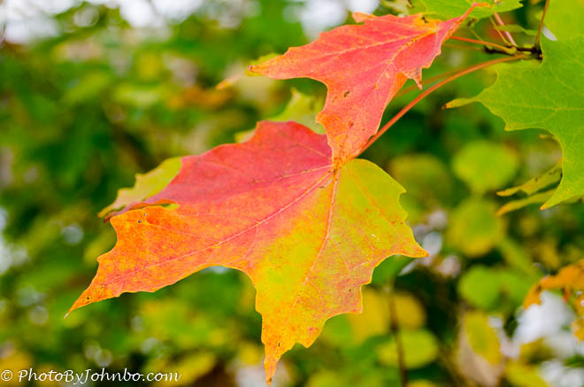 Autumn leaves are just beginning to turn in Itasca State Park.