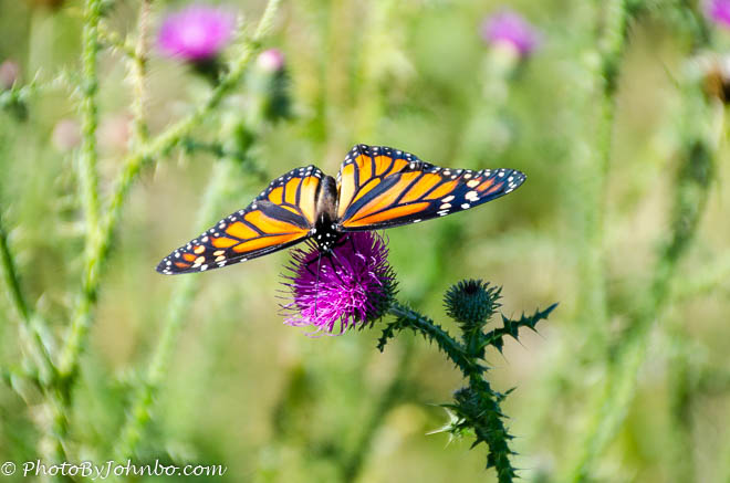 A butterfly rests on a thistle blossom.