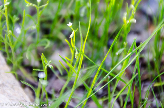 In the spring, large areas of tiny white flowers known as comb seed proliferate. 