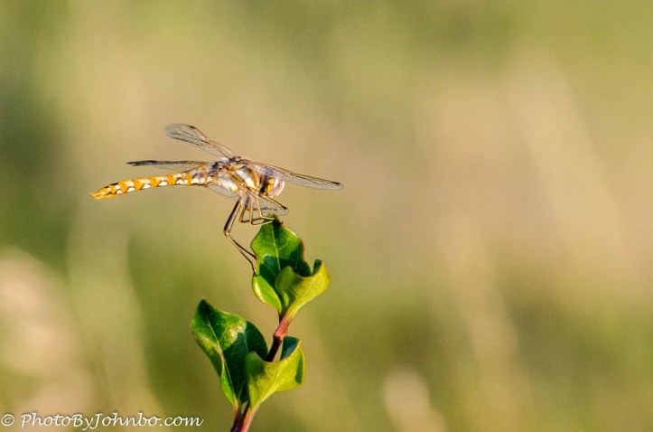 Dragonfly