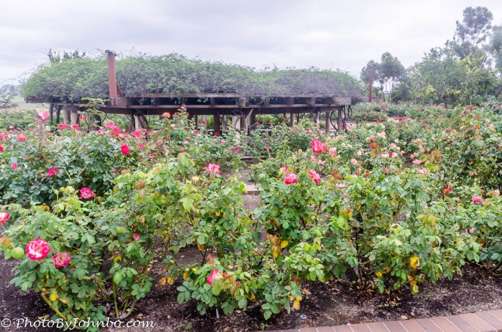 Balboa Park Gardens-6