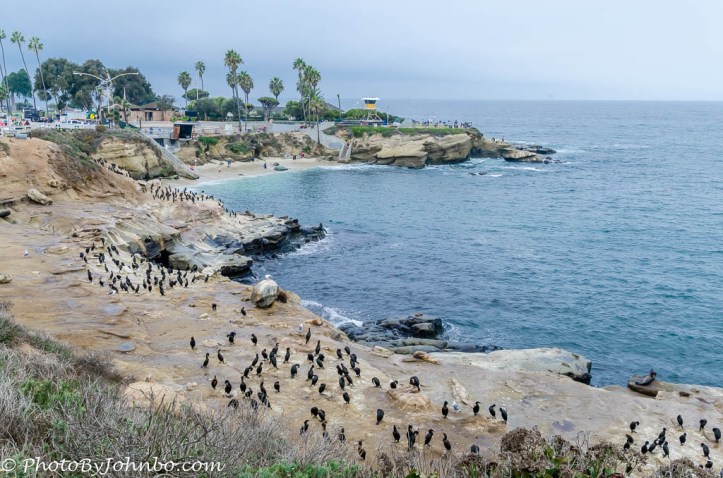 La Jolla Cove-1