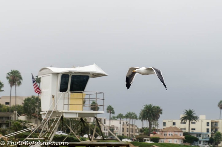 Plenty of opportunity to capture seagulls in flight.