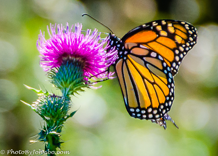 cafepress-logo-logo-22