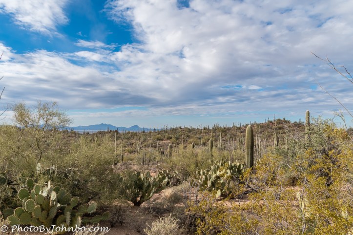 saguaro-np-3