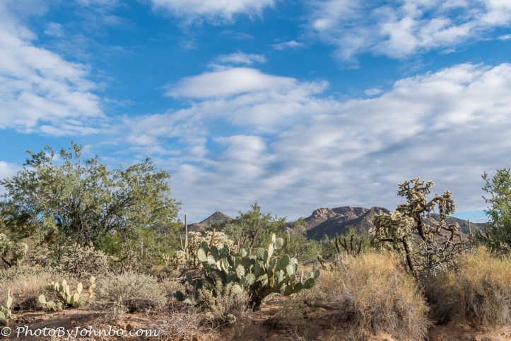 saguaro-np-4