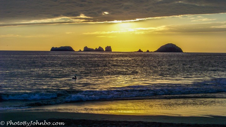 ixtapa-lone-pelican-1