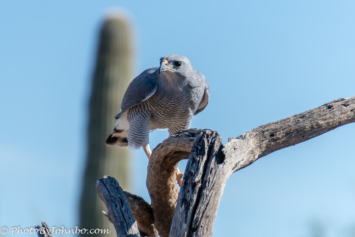 az-sonora-desert-museum-1