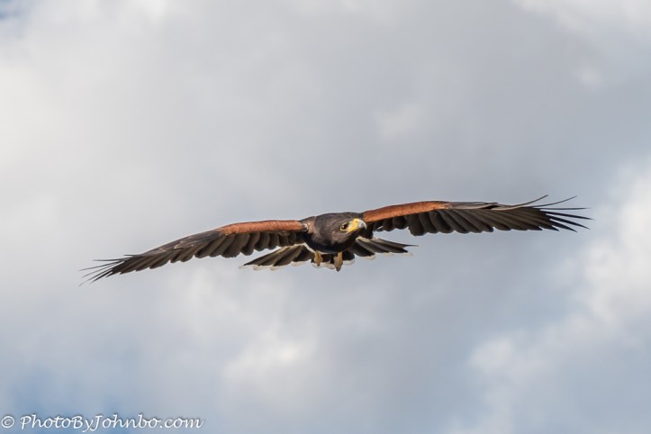 az-sonora-desert-museum-13