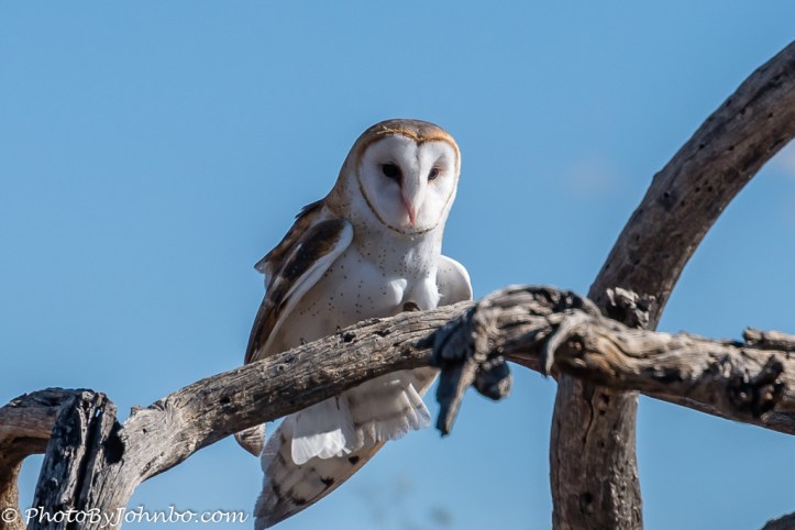 Barn Owl.