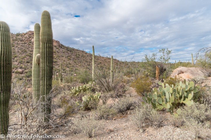 saguaro-np-1