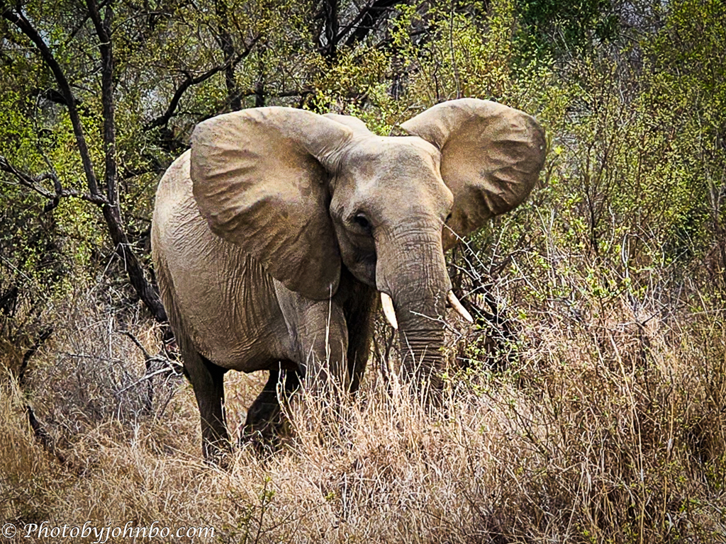 Cellpic Sunday—Portrait of an Elephant – Journeys with Johnbo